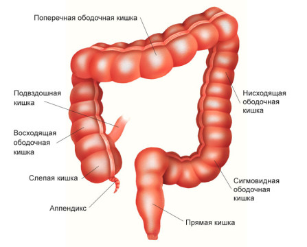 толстая кишка
